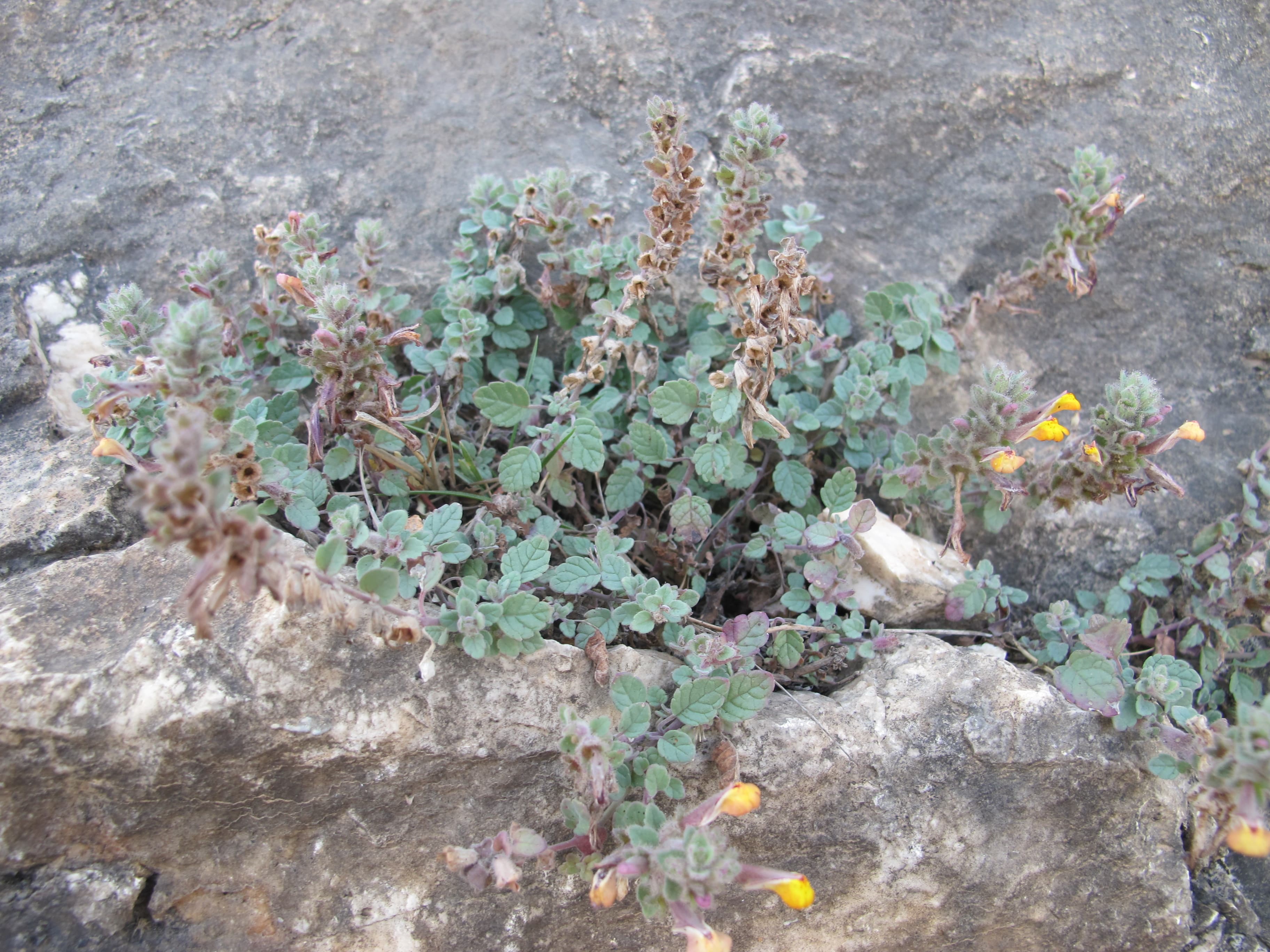 Plant Image
